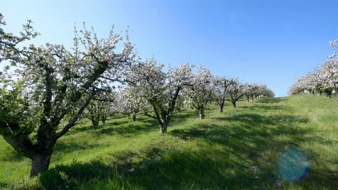 Spring apple orchard trees during sunny day Stock Footage 128991340