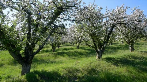 Spring apple orchard trees during sunny day Stock Footage 128991517