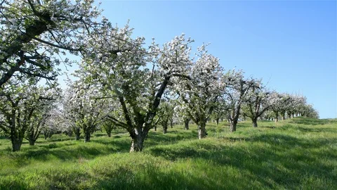 Spring apple orchard trees during sunny day Stock Footage 128991800