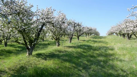 Spring apple orchard trees during sunny day Stock Footage 128991802