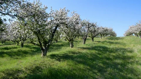 Spring apple orchard trees during sunny day Stock Footage 128991856