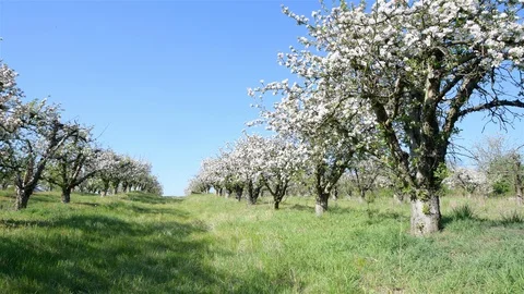 Spring apple orchard trees during sunny day Stock Footage 128991859