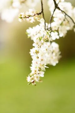 Spring. The apple tree bloomed. Dawn Stock Photos