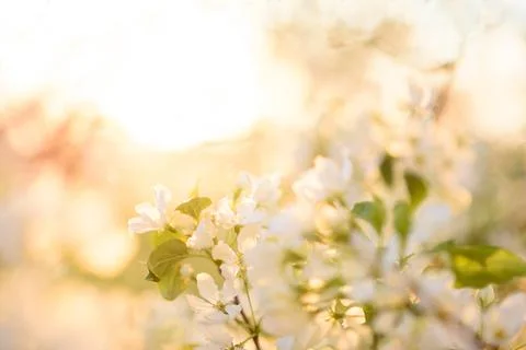 Spring. The apple tree bloomed. Dawn Stock Photos