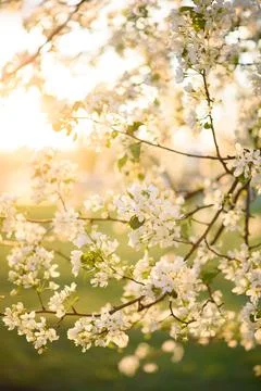 Spring. The apple tree bloomed. Dawn Stock Photos