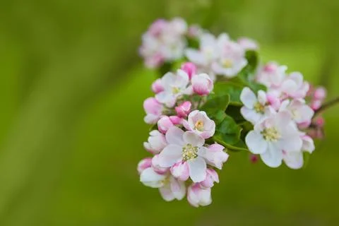 Spring apple tree blooming flowers close up view Stock Photos