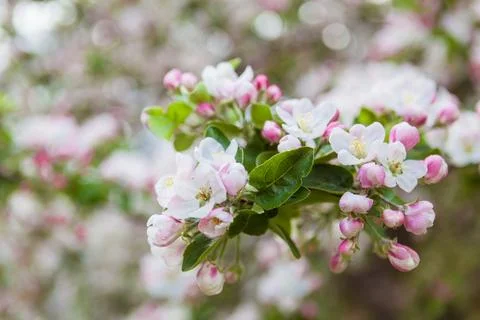 Spring apple tree blooming flowers close up Stock Photos