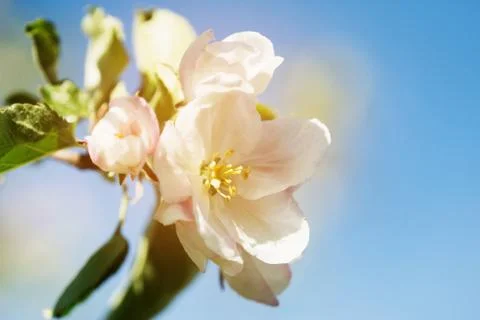 Spring apple tree blossom background. Beautiful flowering springtime border with Stock Photos