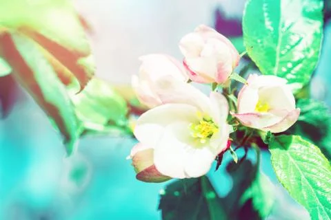 Spring apple tree blossom background. Beautiful flowering springtime border with Stock Photos