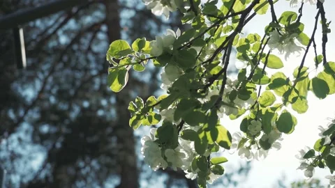 Spring apple tree blossom with branches with sun flares and green leaves on Stock Footage 155089304