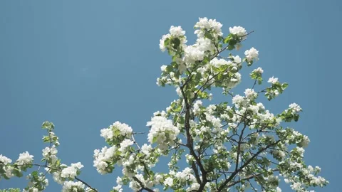 Spring apple tree blossom branches with green leaves on light blue sky Stock Footage 155156417