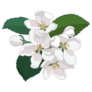 Spring Apple tree Blossom Flowers Stock Illustration