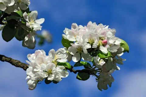 Spring. Apple tree in blossom Stock Photos