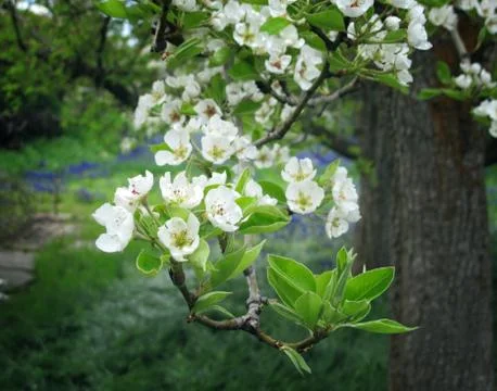 Spring Apple Tree Blossoms and Leaves Peeking Up Toward the Sunlight Stock Photos