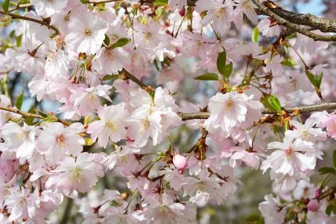 Spring Apple Tree Blossoms Stock Photos