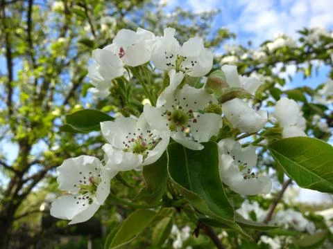 Spring - apple tree blossoms Stock Photos