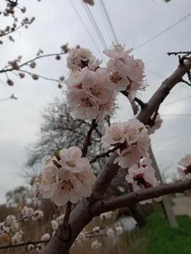 Spring. Apple tree blossoms Stock Photos