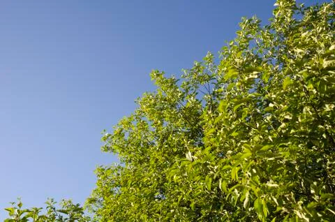 Spring apple tree on a blue sky backgroung Stock Photos