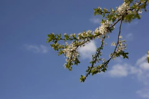 Spring apple tree branch over the sky Stock Photos
