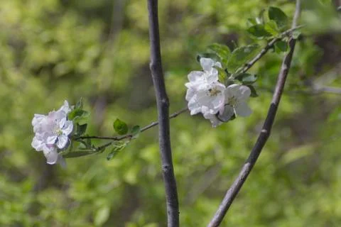 Spring apple tree branch Stock Photos