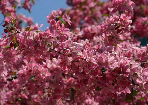 Spring apple-tree branch with pink flowers Stock Photos
