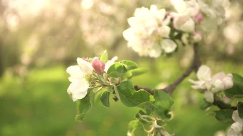 Spring Apple tree flowers blossom, close up Stock Footage 130310603