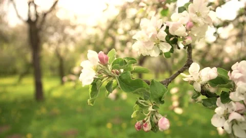 Spring Apple tree flowers blossom, close up Stock Footage 130310606