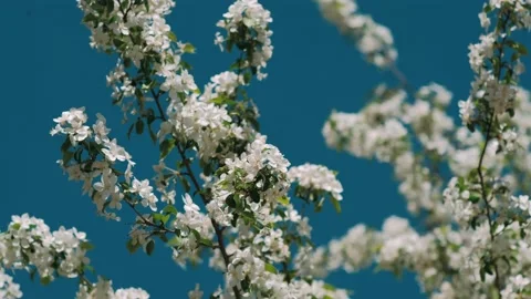 Spring Apple tree flowers blossom timelapse, close up. flower, blooming orchard  Stock Footage 130412537