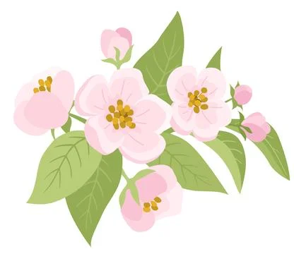 Spring Apple Tree Flowers with Buds and Leaves 库存插图