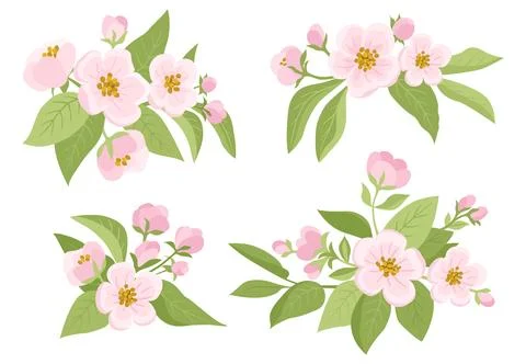 Spring Apple Tree Flowers with Buds and Leaves 库存插图