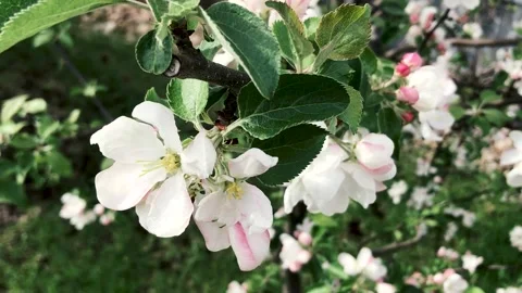 Spring apple tree with flowers Video stock 130615817
