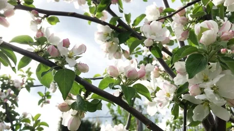 Spring apple tree with flowers Video stock 130615820