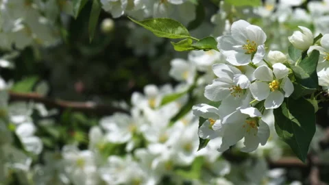 Spring. Apple tree flowers Stock-Footage 154927607