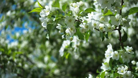 Spring. Apple tree flowers. Lovely, delicate, white flowers. Видео 154927504