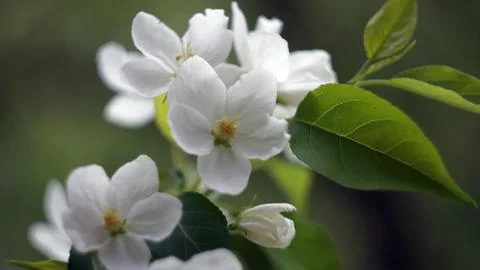 Spring apple tree flowers Stock Photos