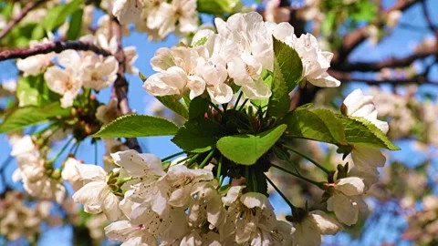 A spring apple tree Stock Footage 243495321