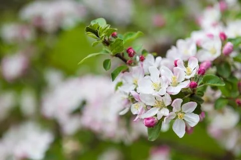 Spring apple tree garden blooming flowers close up view Stock Photos