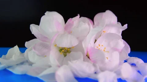Spring apple-tree petals and flowers on a blue-black background. Loop Stock Footage 62799318