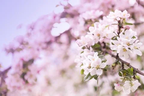 Spring apple tree pink blooming flowers close up Stock Photos