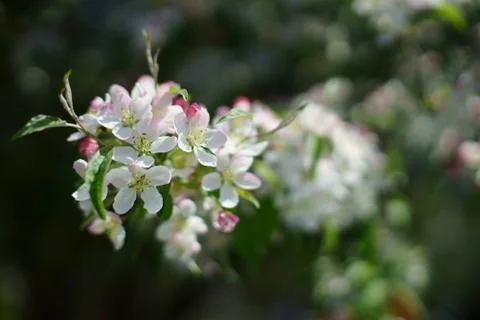 Spring apple tree twig with white and pink blossom close up. Stock Photos