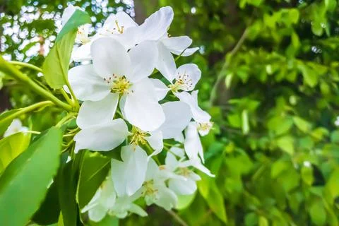 Spring apple tree white flower bloom. Stock Photos