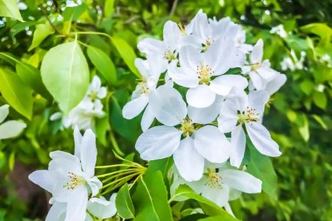 Spring apple tree white flower bloom. Stock Photos