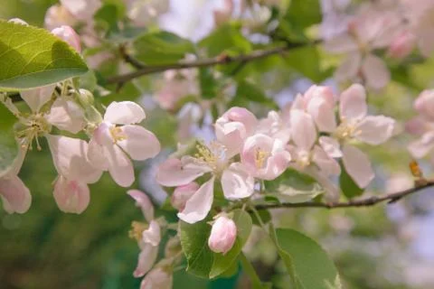 Spring Apple Tree White Pink Flowers Sunlight Retro Pastel 库存照片
