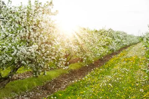 Spring apple trees and flowers in bright sunlight Stock Photos