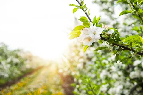 Spring apple trees and flowers in bright sunlight Stock Photos