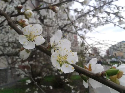 Spring apple white flowers Stock Photos