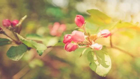 Spring Apple,Pink Buds, Sunlight 库存照片