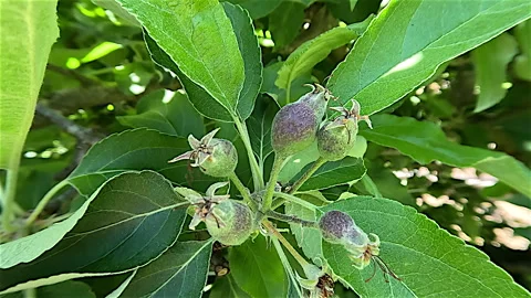 Spring, Apples Developing Stock Footage 254845577