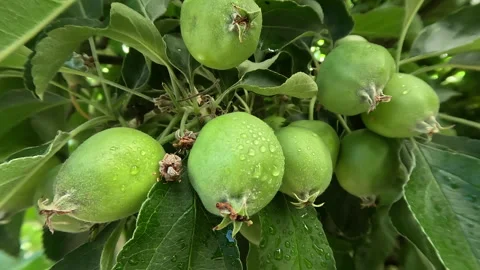 Spring, Apples Developing on the Tree Stock Footage 256625657