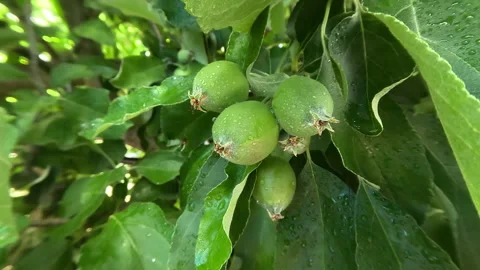 Spring, Apples Developing on the Tree Stock Footage 256627077